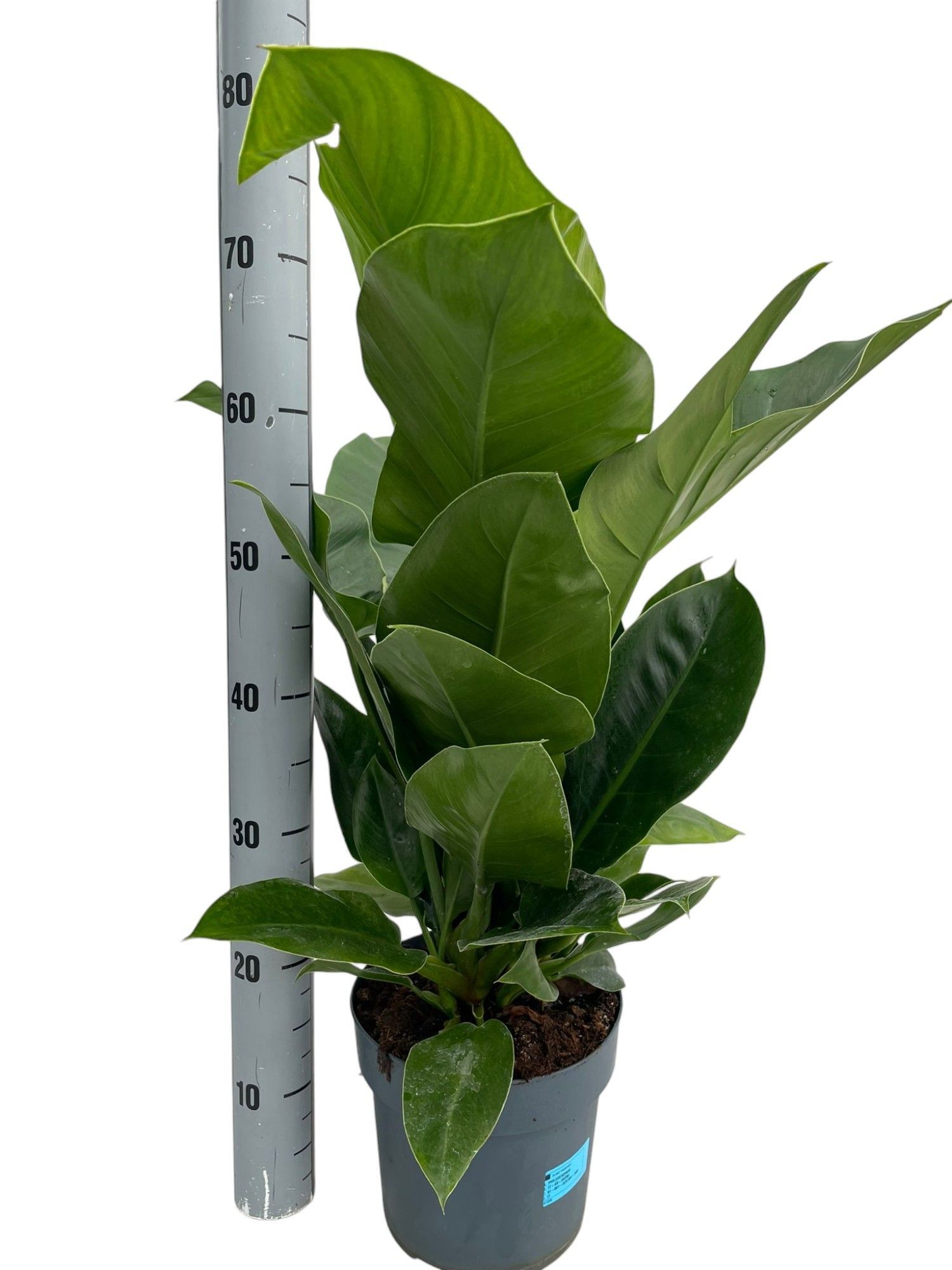 Горшечные цветы и растения оптом Phil Imperial Green от 1шт из Голландии с доставкой по России