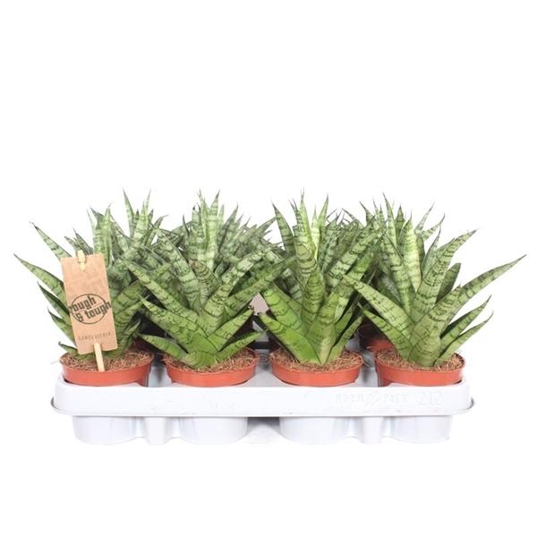 Горшечные цветы и растения оптом Sansevieria Tough Lady от 12шт (для телеги) из Голландии с доставкой по России