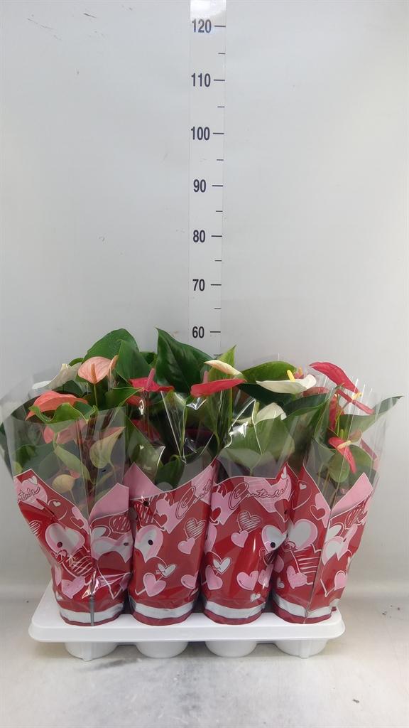 Горшечные цветы и растения оптом Anthurium   ...mix 4 от 8шт из Голландии с доставкой по России
