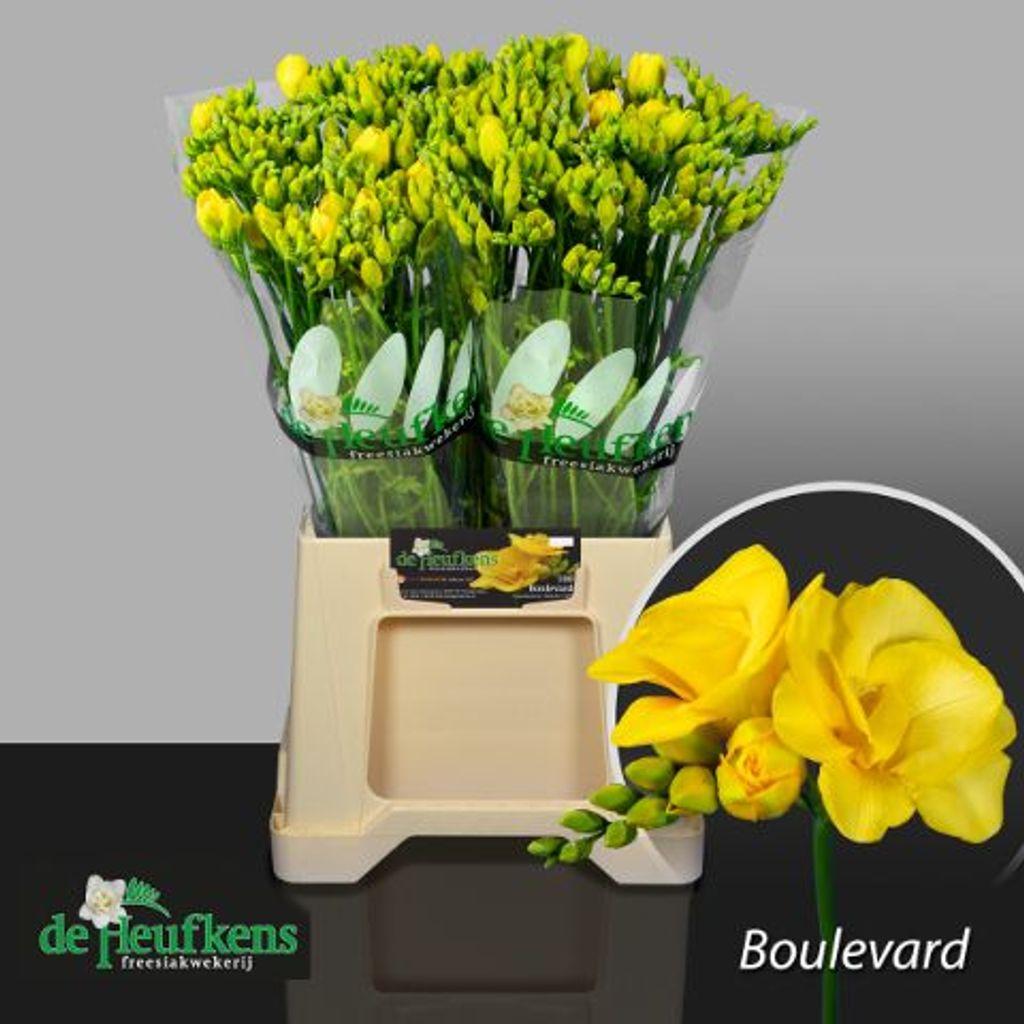 Срезанные цветы оптом Freesia do boulevard от 100шт из Голландии с доставкой по России