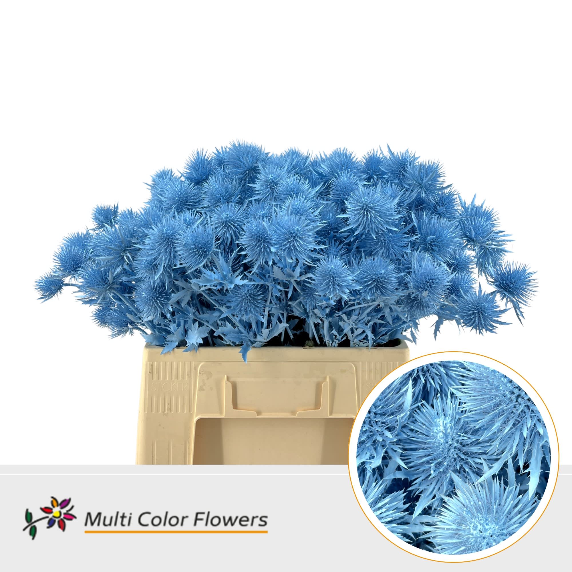 Срезанные цветы оптом Eryngium alpinum paint blue light от 50шт из Голландии с доставкой по России