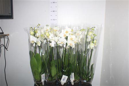 Горшечные цветы и растения оптом Phal Ov Wit 3 Branches 21+ от 10шт из Голландии с доставкой по России