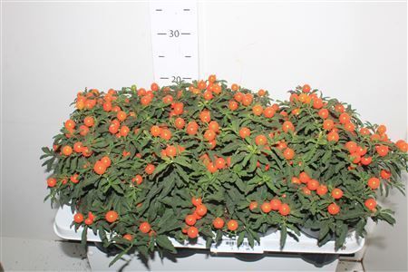 Горшечные цветы и растения оптом Solan Pseudocapsic от 8шт из Голландии с доставкой по России