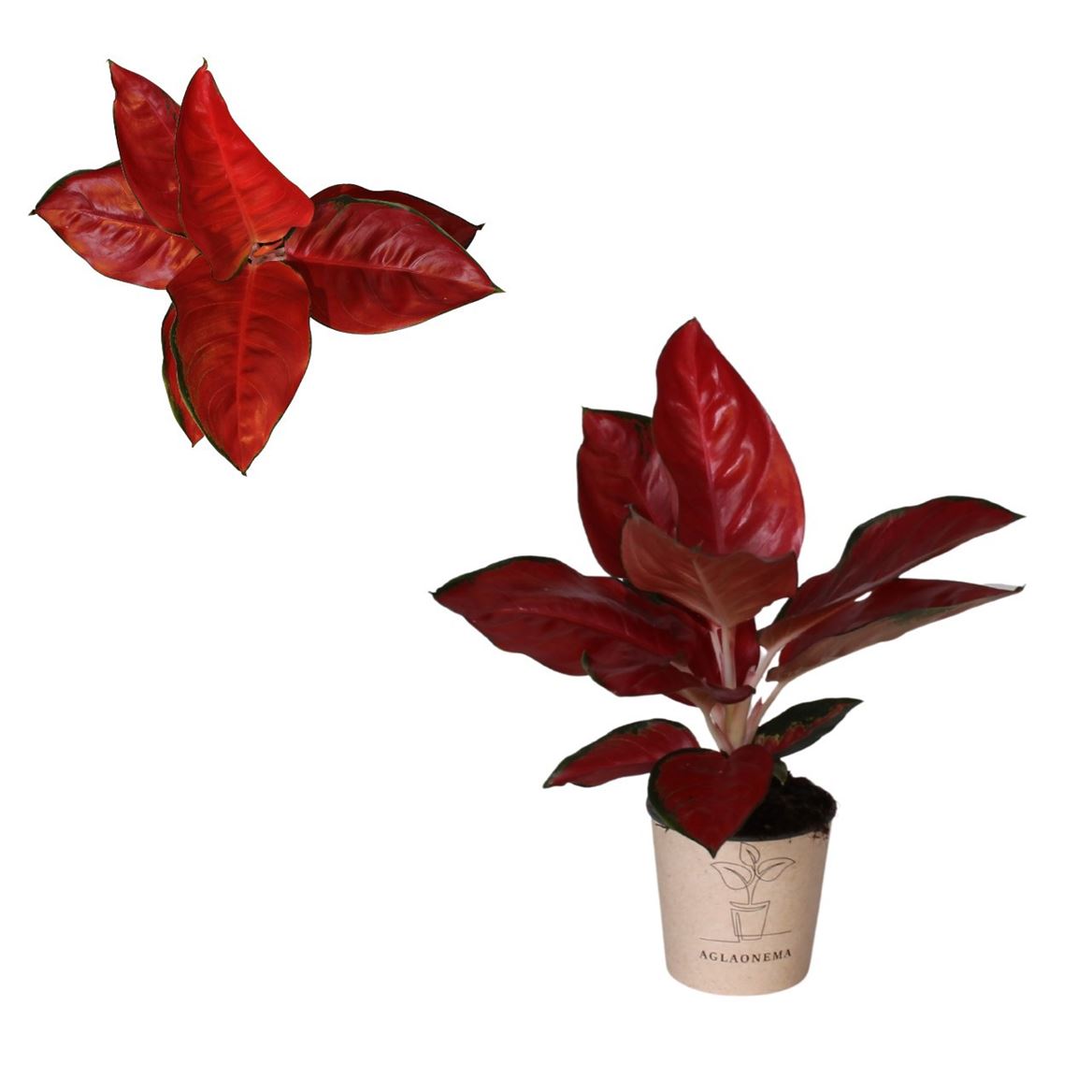 Горшечные цветы и растения оптом Aglaonema Red King-suksom от 4шт из Голландии с доставкой по России