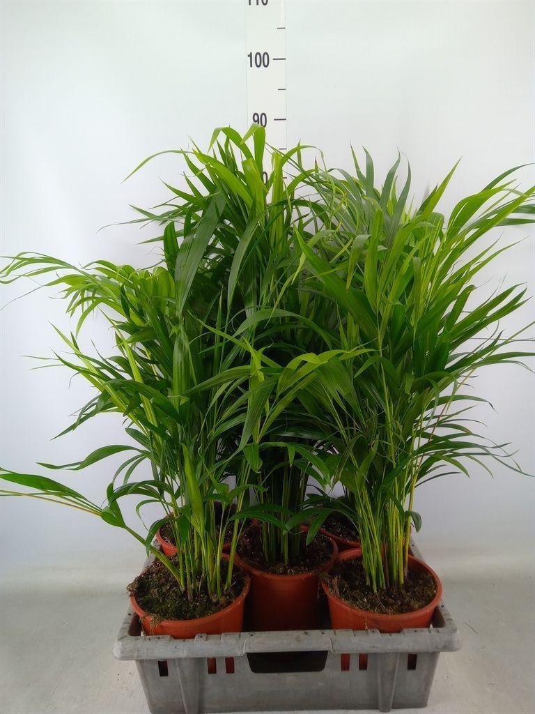 Горшечные цветы и растения оптом Dypsis Lutescens   ...chrysalidoca от 5шт из Голландии с доставкой по России