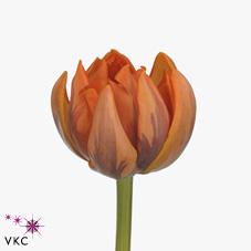 Срезанные цветы оптом Tulipa do orange princess от 100шт из Голландии с доставкой по России