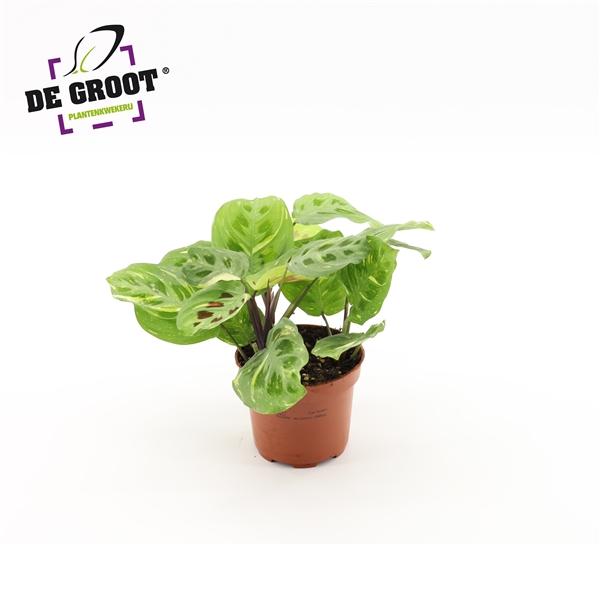 Горшечные цветы и растения оптом Maranta Variegata от 10шт из Голландии с доставкой по России