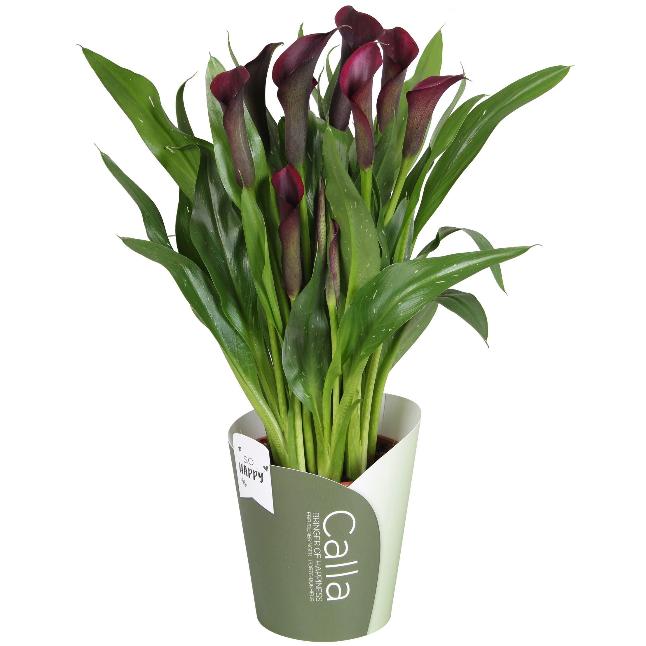 Горшечные цветы и растения оптом Zantedeschia Purple Bullit Potcover от 8шт из Голландии с доставкой по России