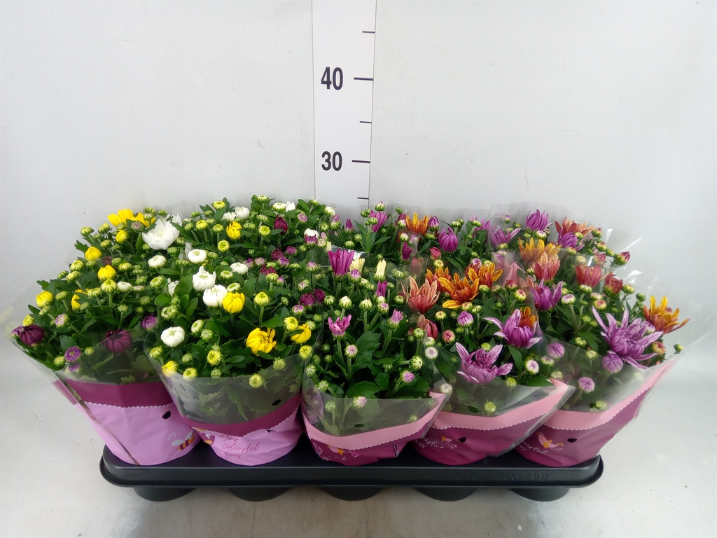 Горшечные цветы и растения оптом Chrysanthemum   ..mix/pot от 10шт из Голландии с доставкой по России