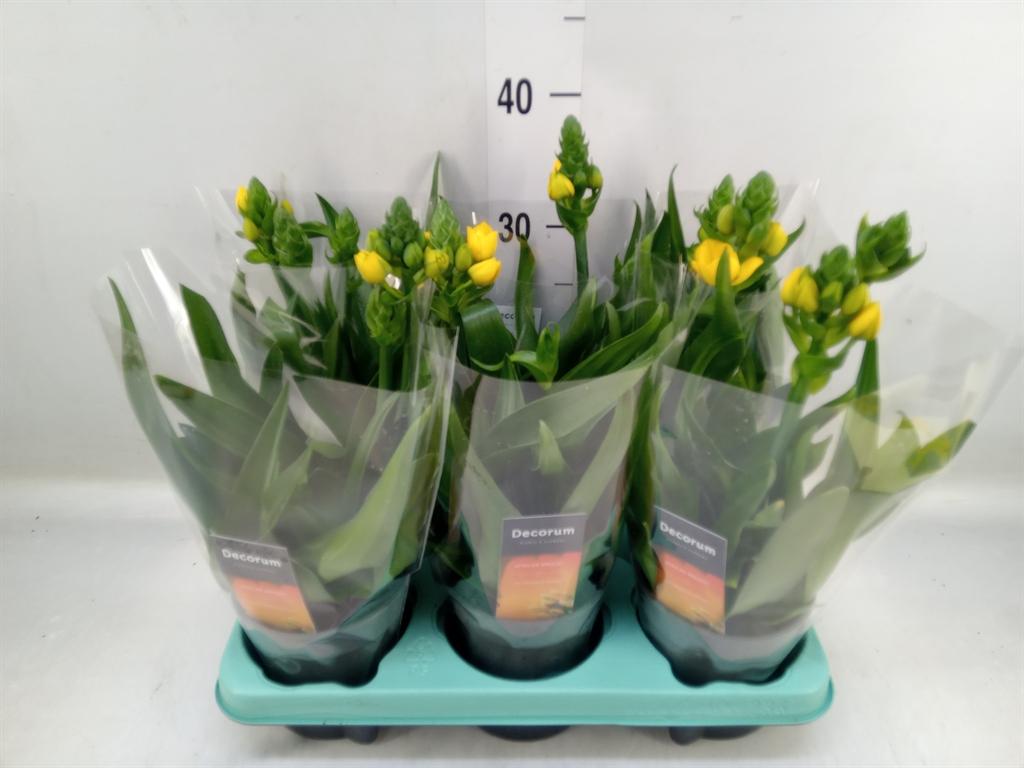 Горшечные цветы и растения оптом Ornithogalum Dubium от 6шт из Голландии с доставкой по России