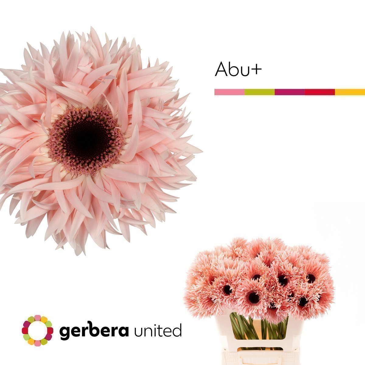 Срезанные цветы оптом Gerbera gerspider abu+ от 50шт. из Голландии с доставкой по России