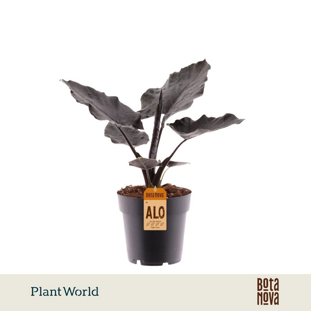 Горшечные цветы и растения оптом Alocasia Antoro Velvet от 7шт (для телеги) из Голландии с доставкой по России