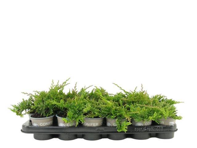 Горшечные цветы и растения оптом Juniperus Hor. Golden Carpet от 12шт из Голландии с доставкой по России