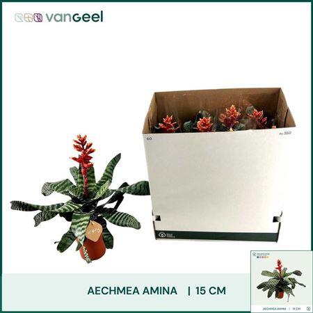 Горшечные цветы и растения оптом Aech Amina от 7шт из Голландии с доставкой по России