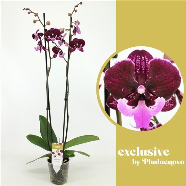 Горшечные цветы и растения оптом Phal 2st Hot Kiss 18+ (phalaenova) от 10шт из Голландии с доставкой по России