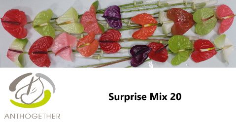 Срезанные цветы оптом Anthurium mix suprise от 20шт из Голландии с доставкой по России