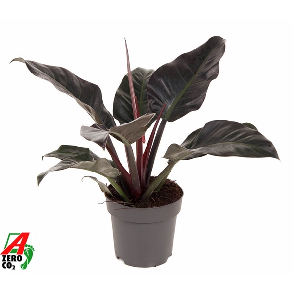 Горшечные цветы и растения оптом Philodendron Imperial Red от 1шт из Голландии с доставкой по России