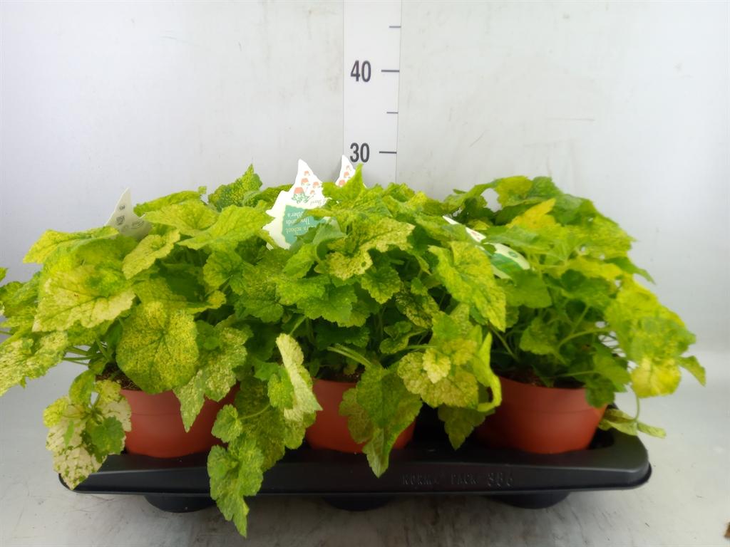 Горшечные цветы и растения оптом Tolmiea Menziesii   ...variegated от 6шт из Голландии с доставкой по России
