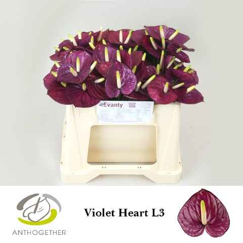 Срезанные цветы оптом Anthurium violet heart от 60шт из Голландии с доставкой по России