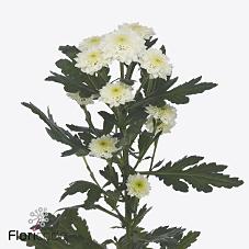 Срезанные цветы оптом Chrys sa miller white от 75шт из Голландии с доставкой по России