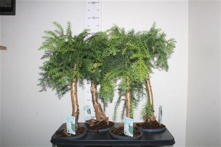 Горшечные цветы и растения оптом Bonsai Araucaria Cunninghamii от 4шт из Голландии с доставкой по России