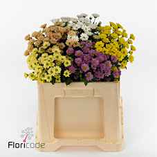Срезанные цветы оптом Chrys sa rossi mix in bucket от 75шт из Голландии с доставкой по России