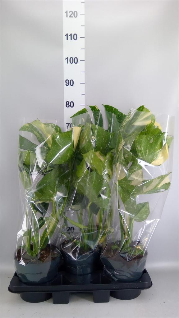 Горшечные цветы и растения оптом Monstera Delic. thai Constellatio от 3шт из Голландии с доставкой по России