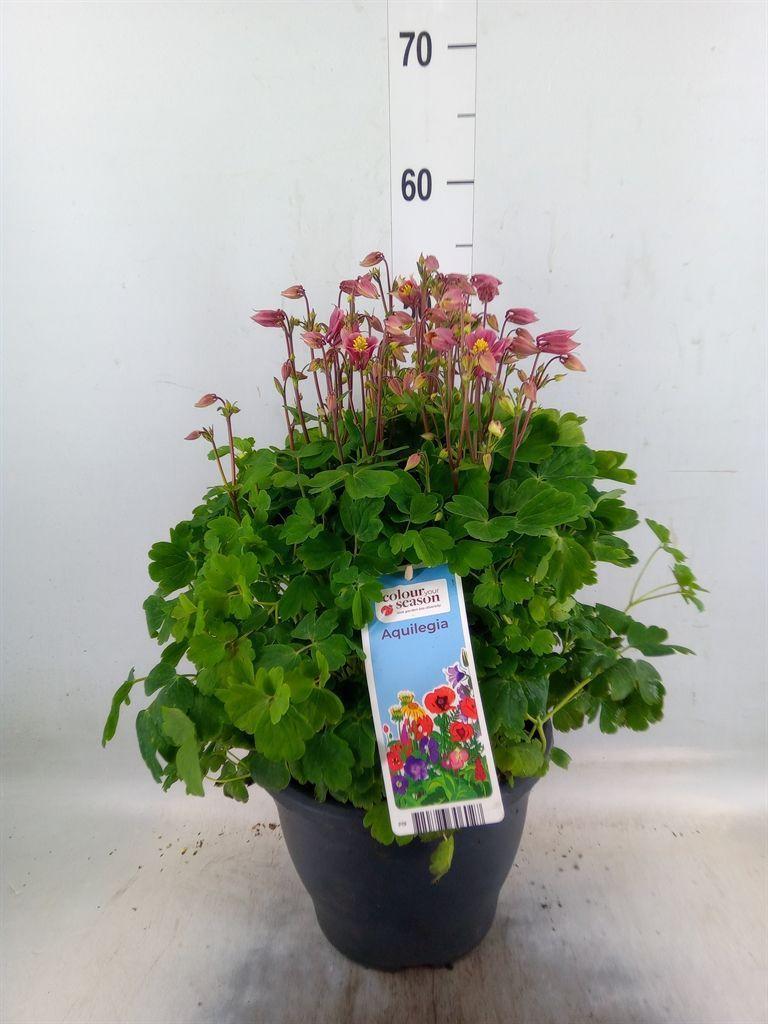 Горшечные цветы и растения оптом Aquilegia Vulg. от 1шт из Голландии с доставкой по России