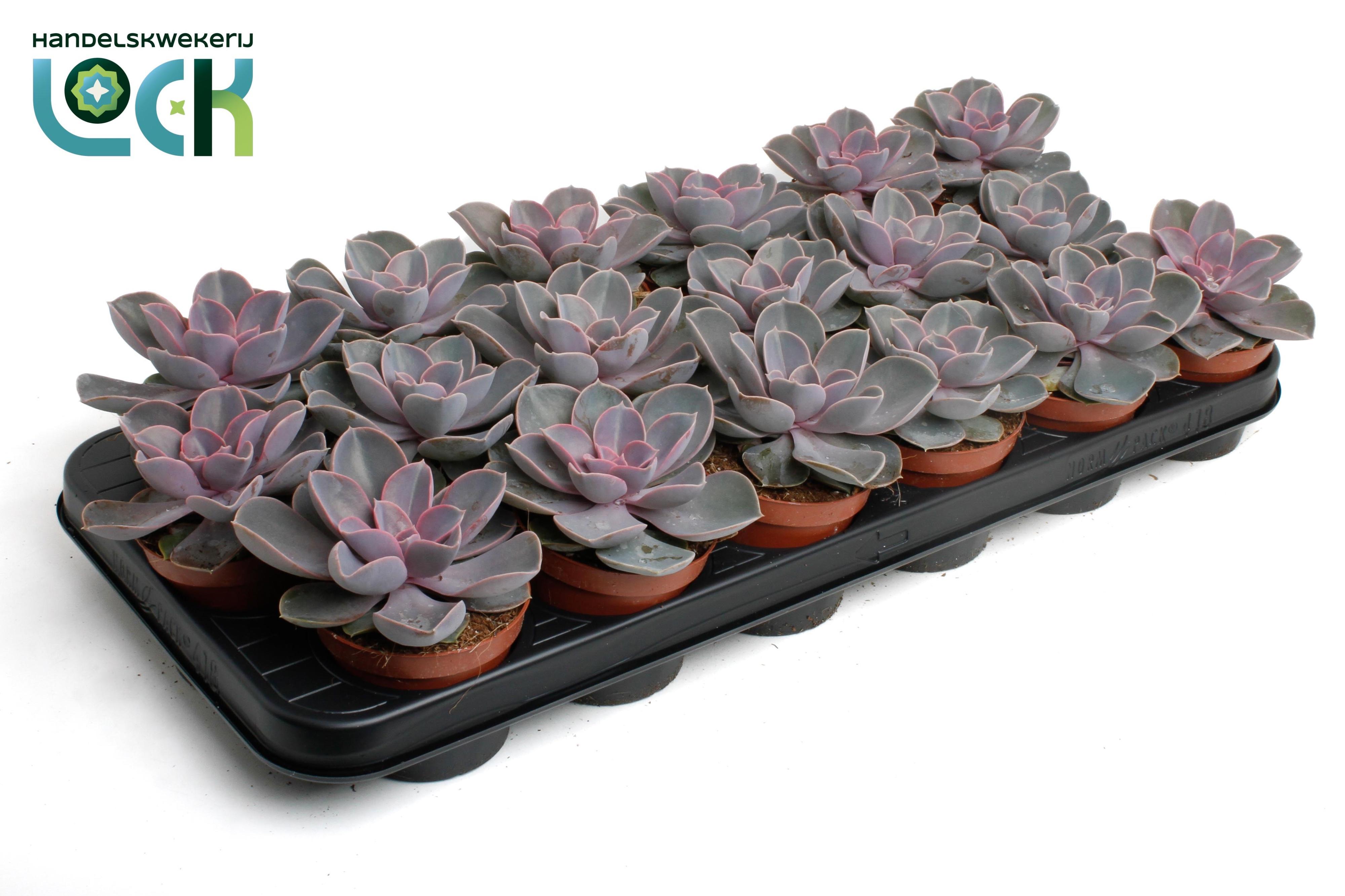 Горшечные цветы и растения оптом Echeveria Perle Von Nurnberg от 12шт (для телеги) из Голландии с доставкой по России