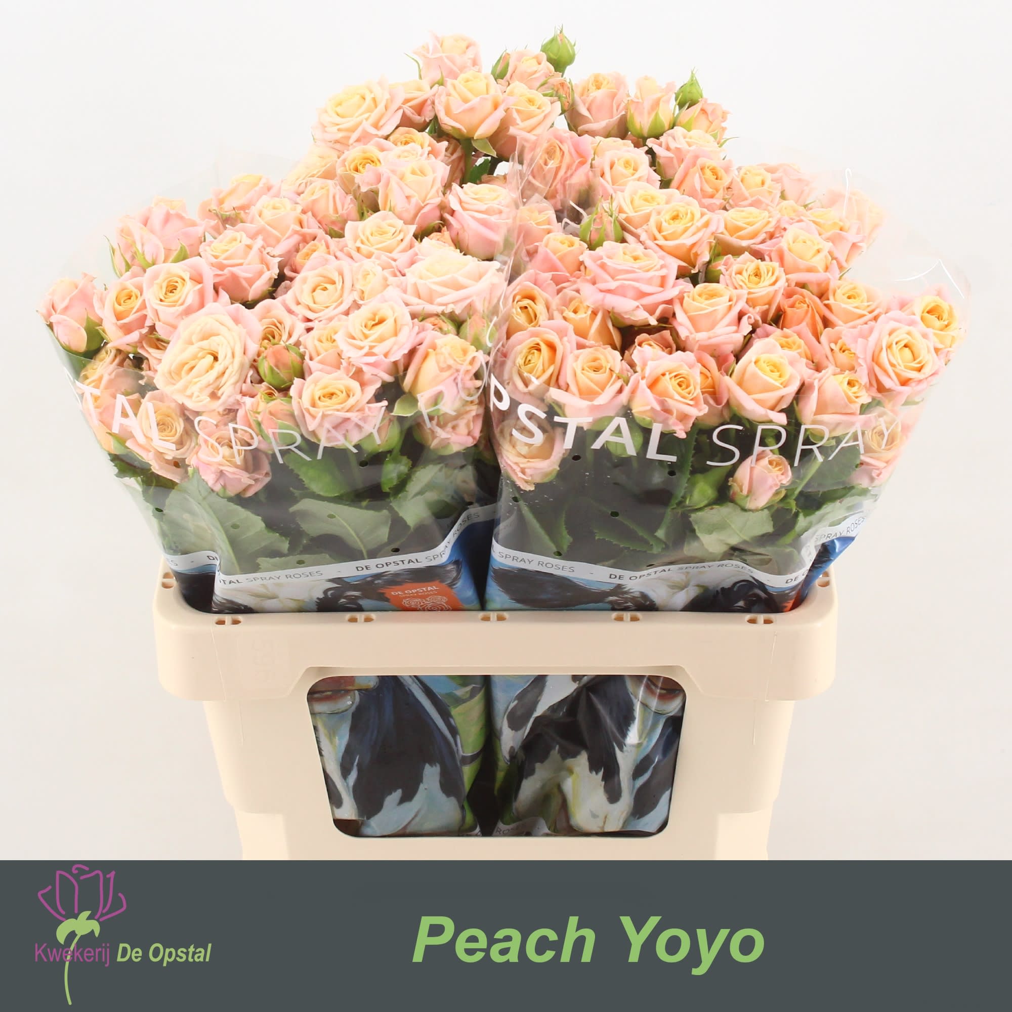 Срезанные цветы оптом Rosa spray peach yo-yo от 30шт из Голландии с доставкой по России