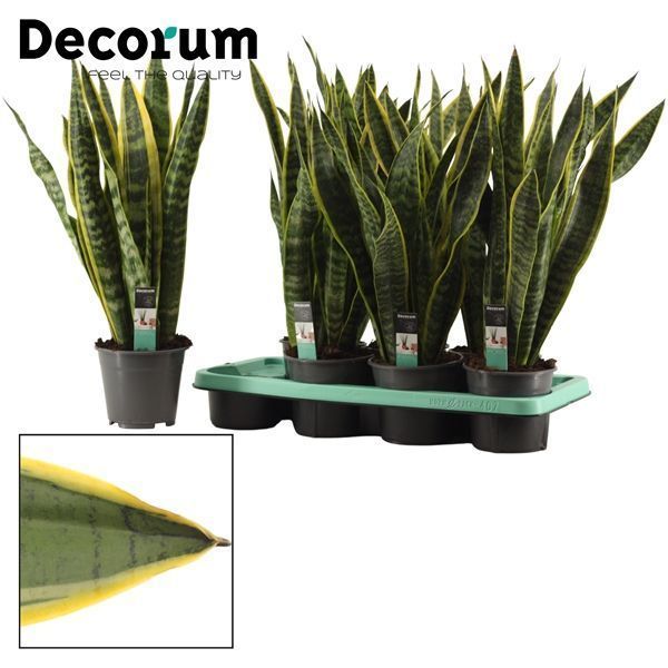 Горшечные цветы и растения оптом Sansevieria Laurentii (decorum) от 7шт из Голландии с доставкой по России