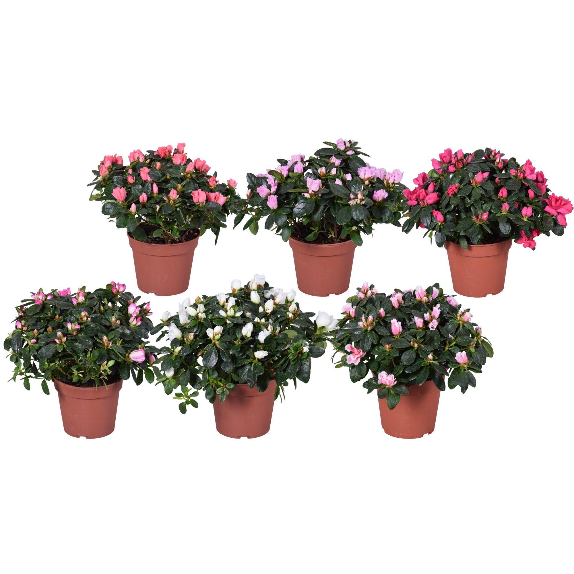 Горшечные цветы и растения оптом Azalea Vogel Carnaval 2-3 Kleuren, Gemengd 14cm от 6шт из Голландии с доставкой по России