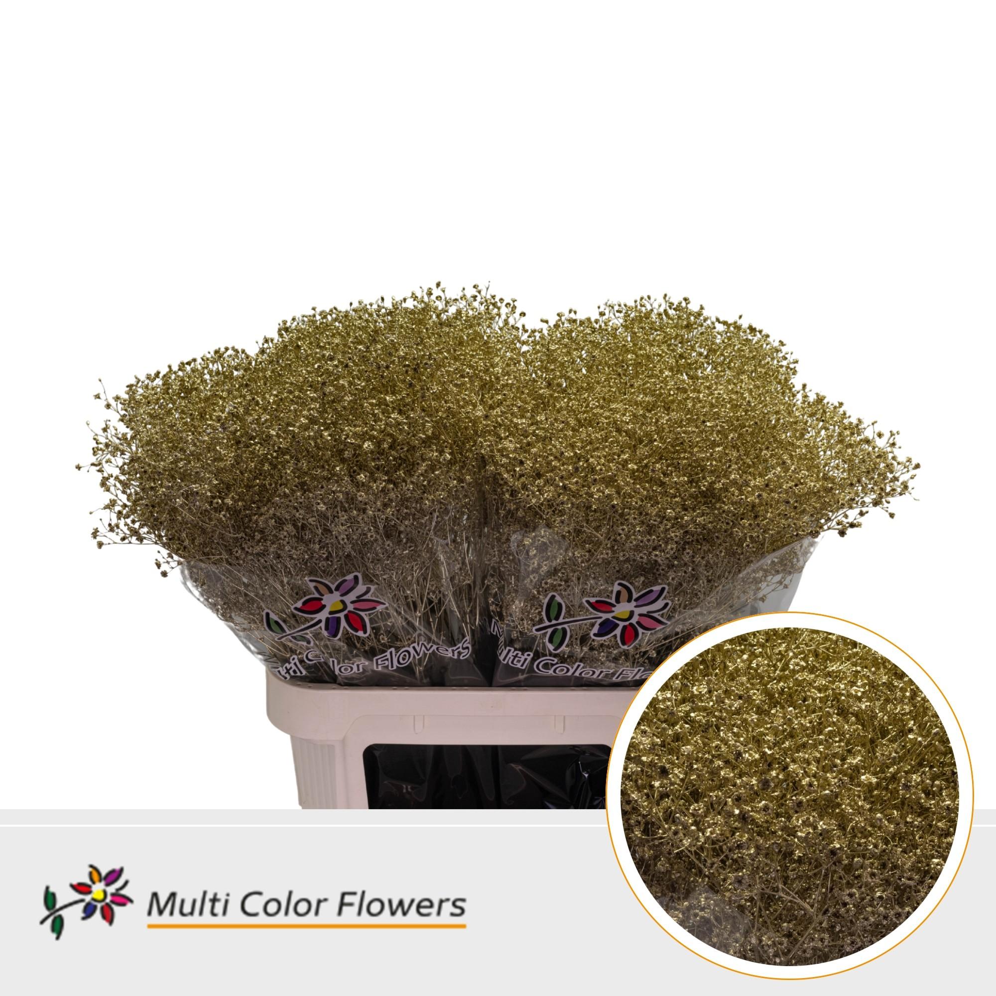 Срезанные цветы оптом Gyps fine paint gold от 50шт из Голландии с доставкой по России