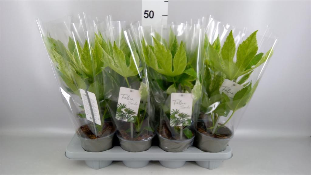 Горшечные цветы и растения оптом Fatsia Japonica variegata от 8шт из Голландии с доставкой по России