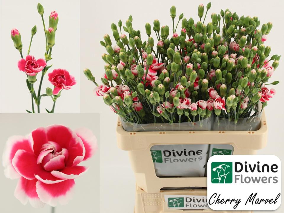 Срезанные цветы оптом Dianthus sp cherry marvel от 60шт из Голландии с доставкой по России