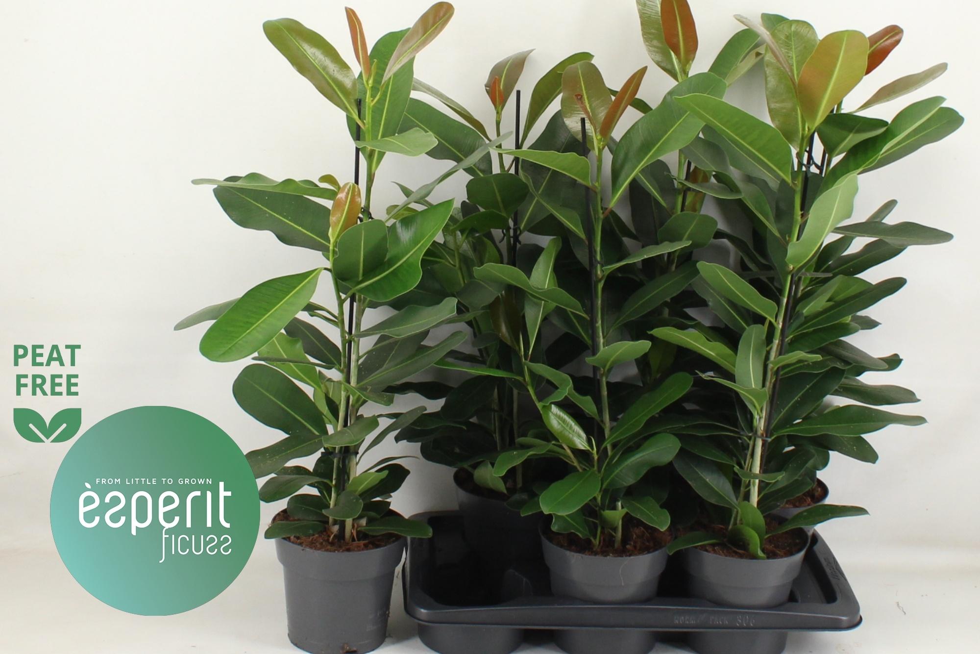 Горшечные цветы и растения оптом Ficus Microcarpa Smile от 6шт из Голландии с доставкой по России