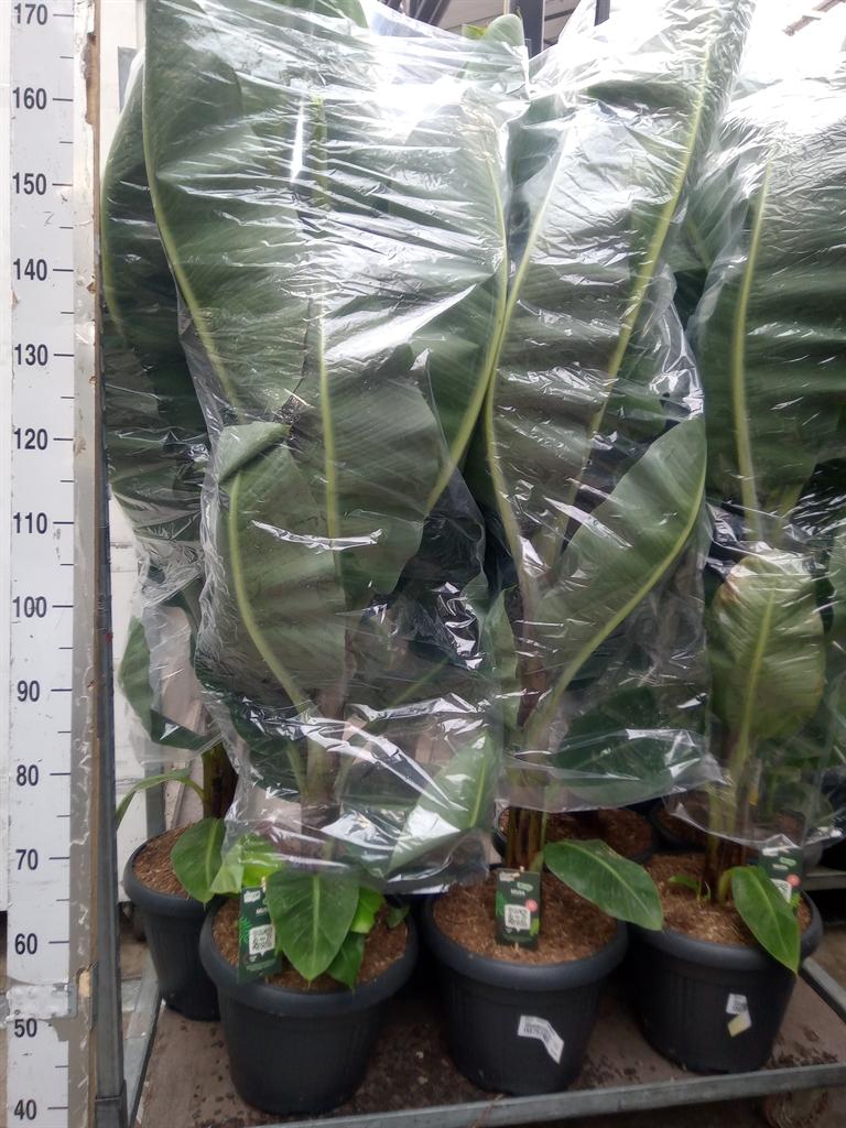 Горшечные цветы и растения оптом Musa  Dwarf Cavendish от 1шт из Голландии с доставкой по России