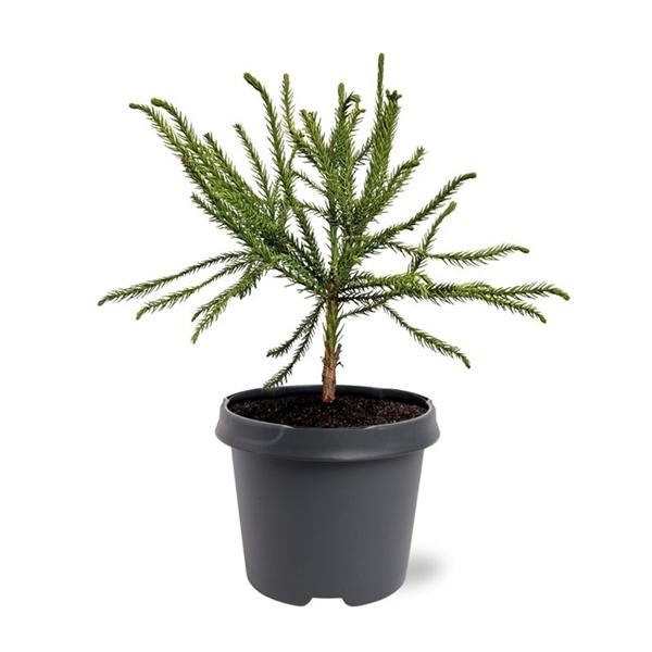 Горшечные цветы и растения оптом Cryptomeria Jap Dacrydioides от 1шт из Голландии с доставкой по России