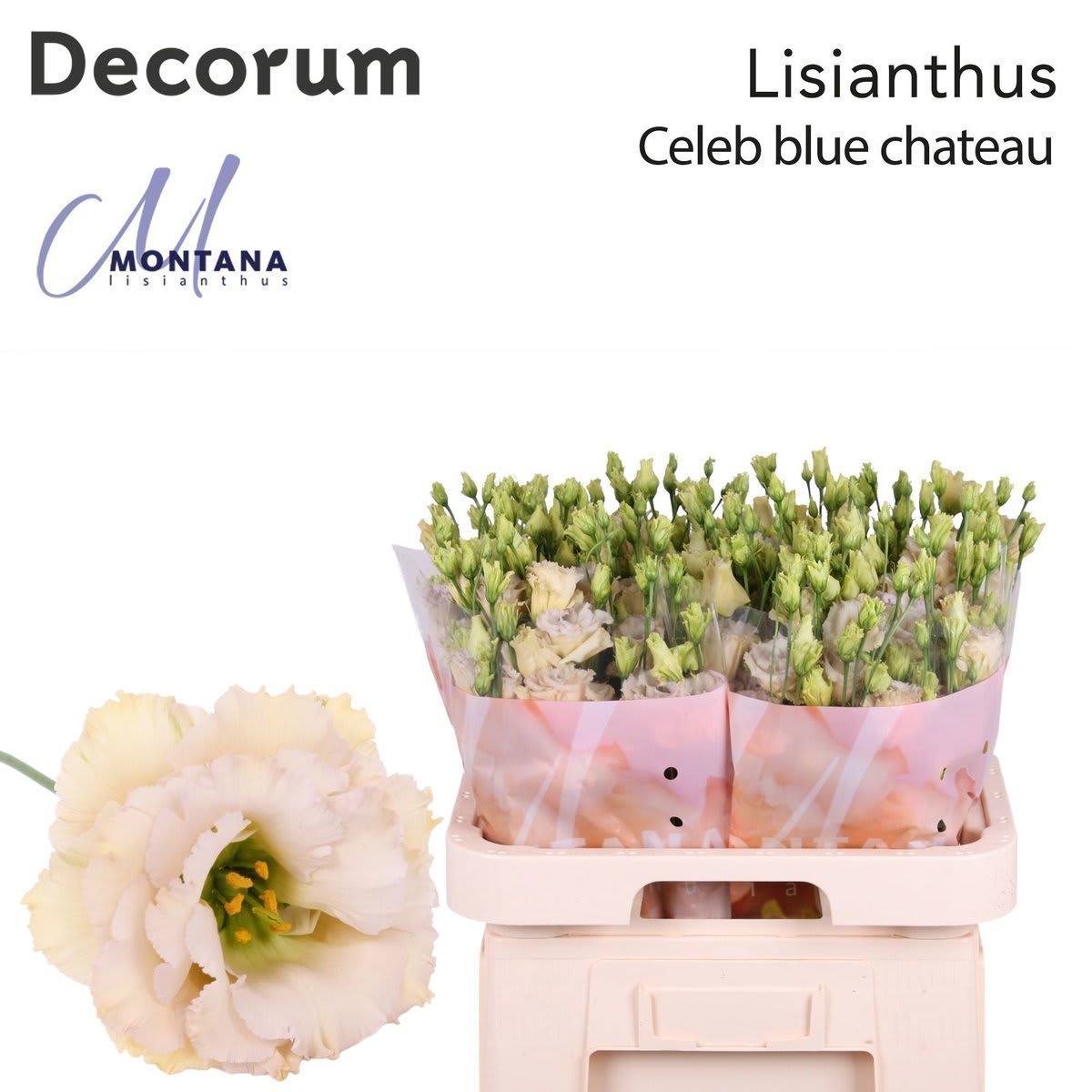 Срезанные цветы оптом Lisianthus do blue chateau от 140шт. из Голландии с доставкой по России