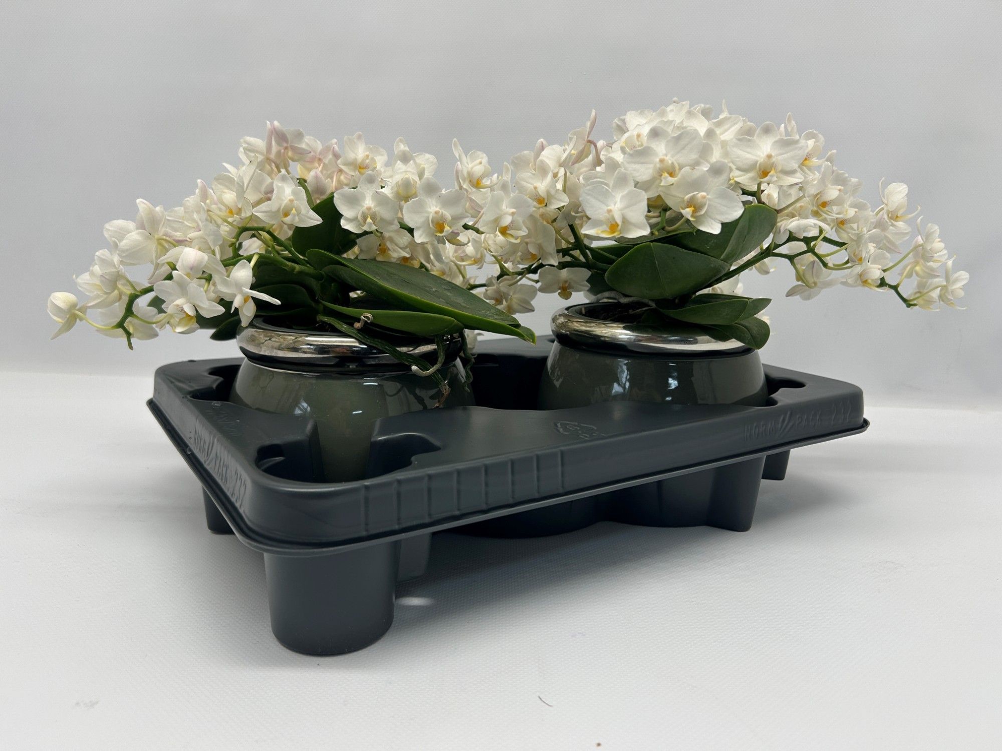 Горшечные цветы и растения оптом Phal Multi An Nazare White 30+in Ceramic от 2шт из Голландии с доставкой по России