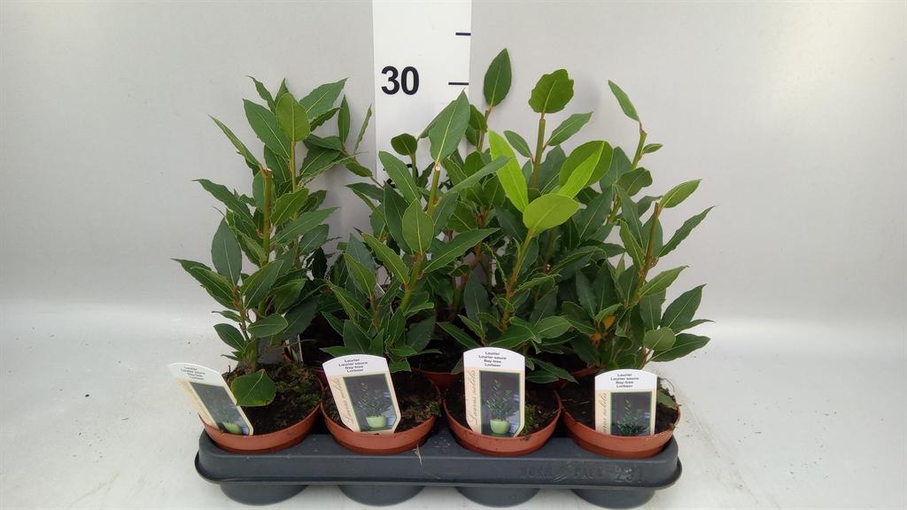 Горшечные цветы и растения оптом Laurus Nobilis от 11шт из Голландии с доставкой по России