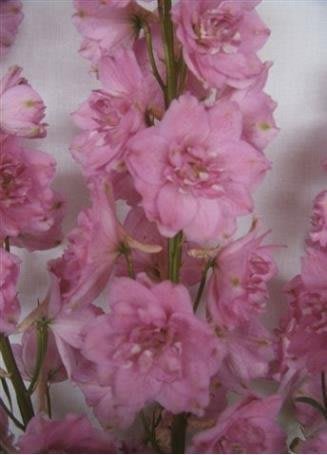 Срезанные цветы оптом Delphinium do pink от 30шт из Голландии с доставкой по России
