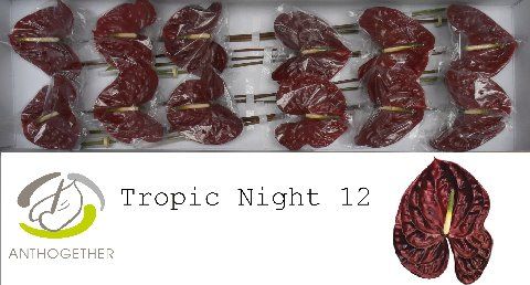 Срезанные цветы оптом Anthurium tropic night от 12шт из Голландии с доставкой по России