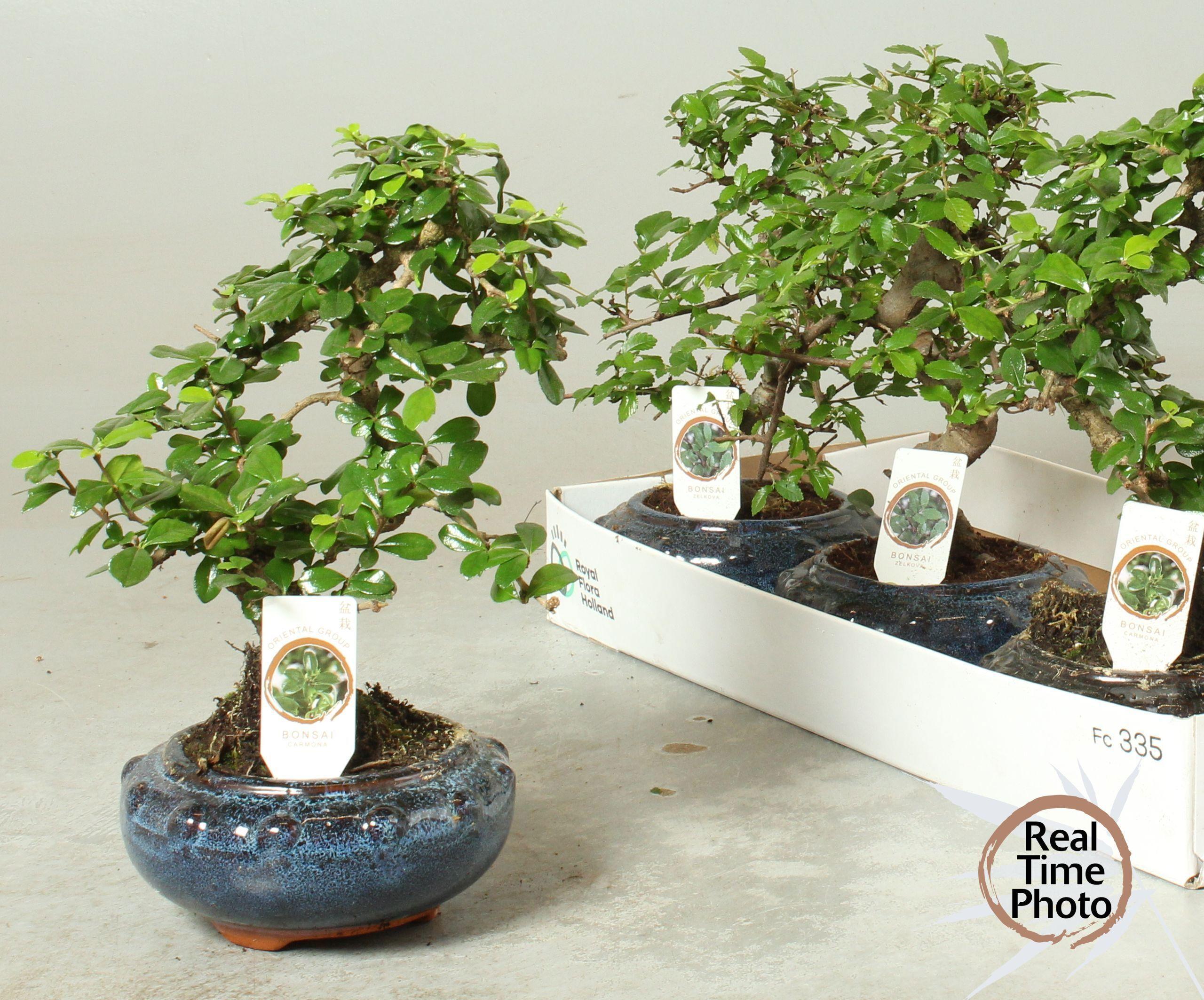 Горшечные цветы и растения оптом Bonsai Gem от 4шт из Голландии с доставкой по России