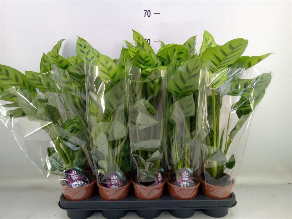 Горшечные цветы и растения оптом Calathea Leopardina от 10шт из Голландии с доставкой по России