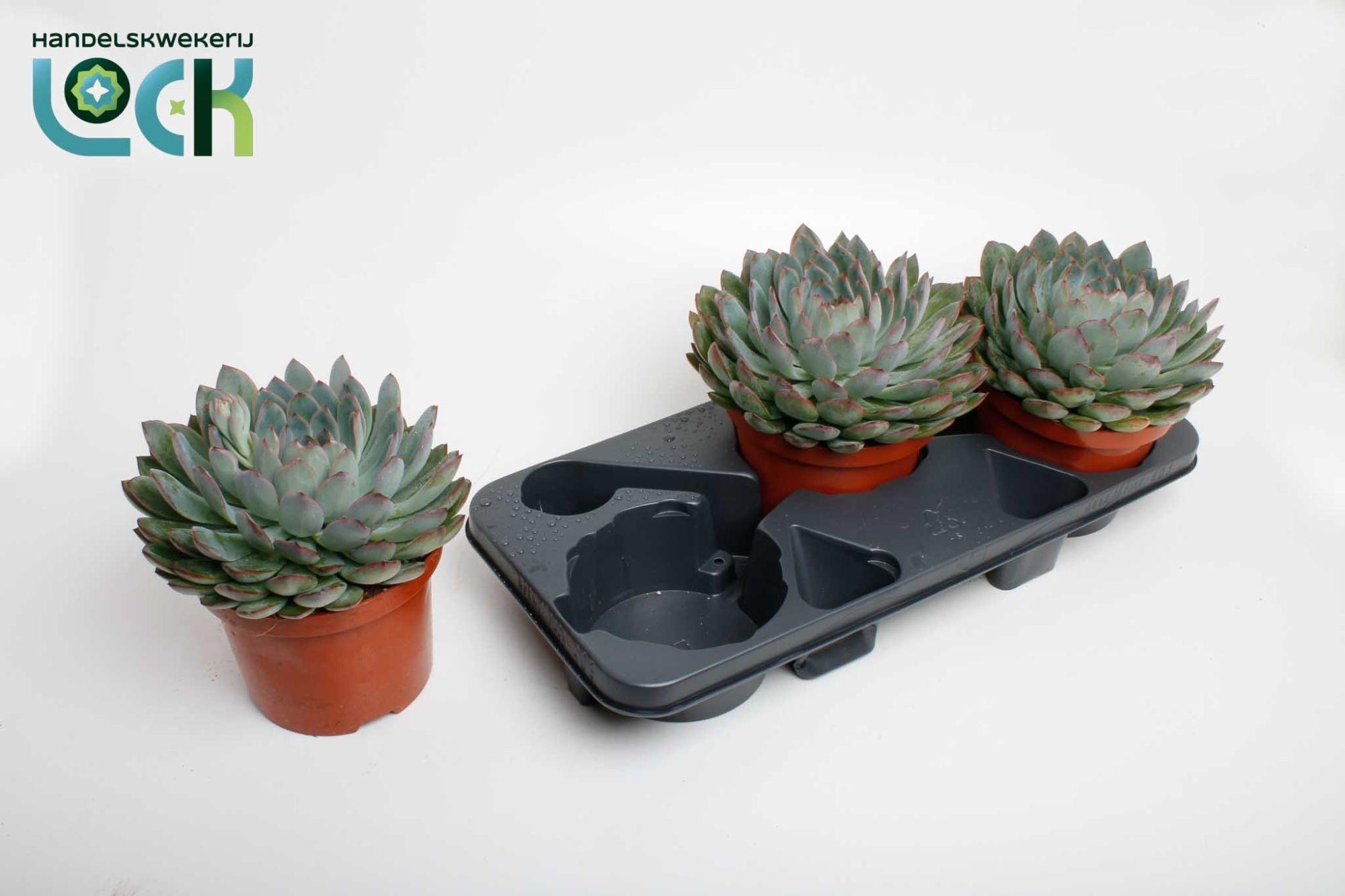 Горшечные цветы и растения оптом Echeveria Pelisuda от 3шт из Голландии с доставкой по России