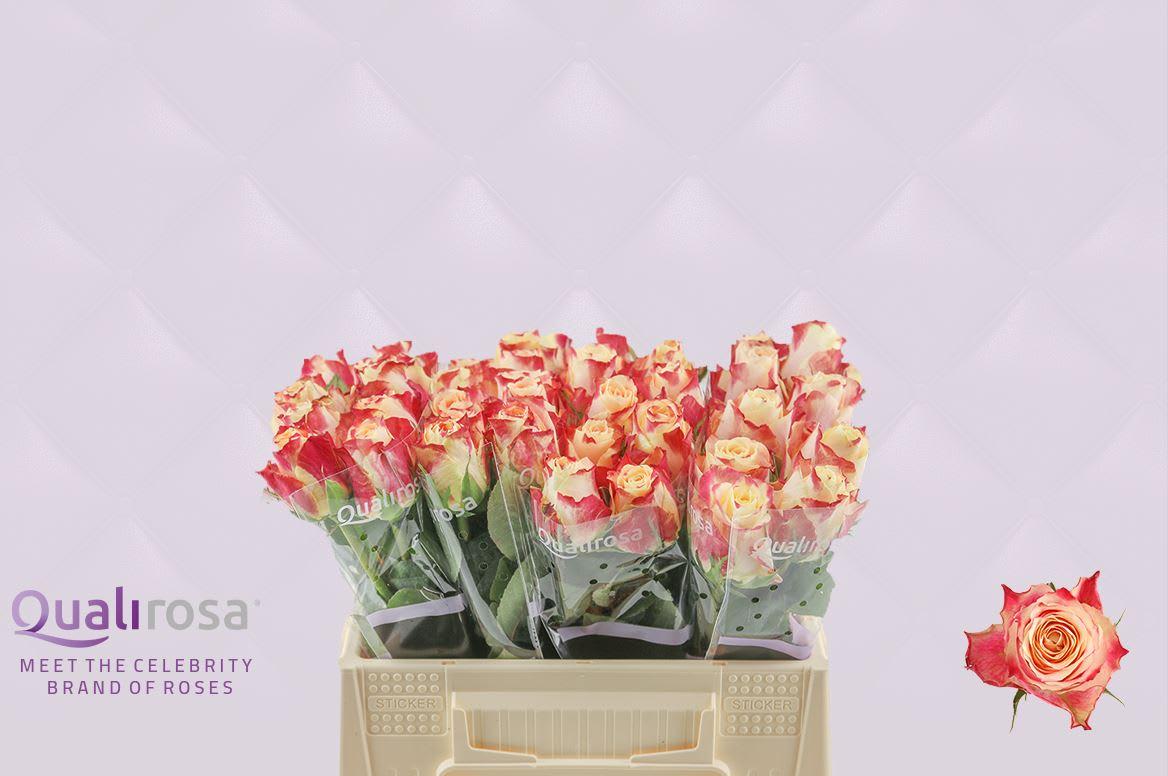 Срезанные цветы оптом Rosa large chapeau от 40шт из Голландии с доставкой по России