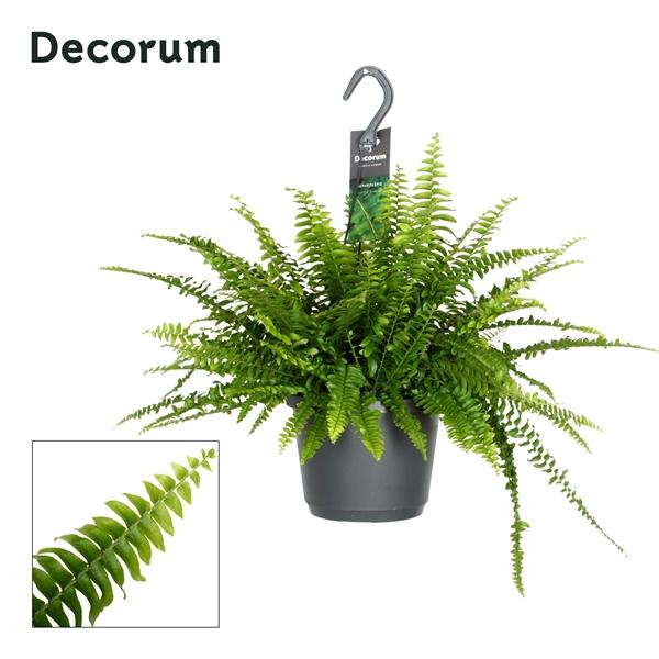Горшечные цветы и растения оптом Nephrolepis Exaltata Green Lady Hangpot (decorum) от 6шт из Голландии с доставкой по России