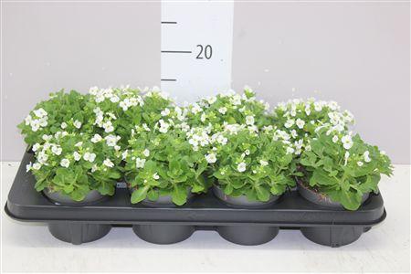 Горшечные цветы и растения оптом Arabis Caucasica от 8шт из Голландии с доставкой по России