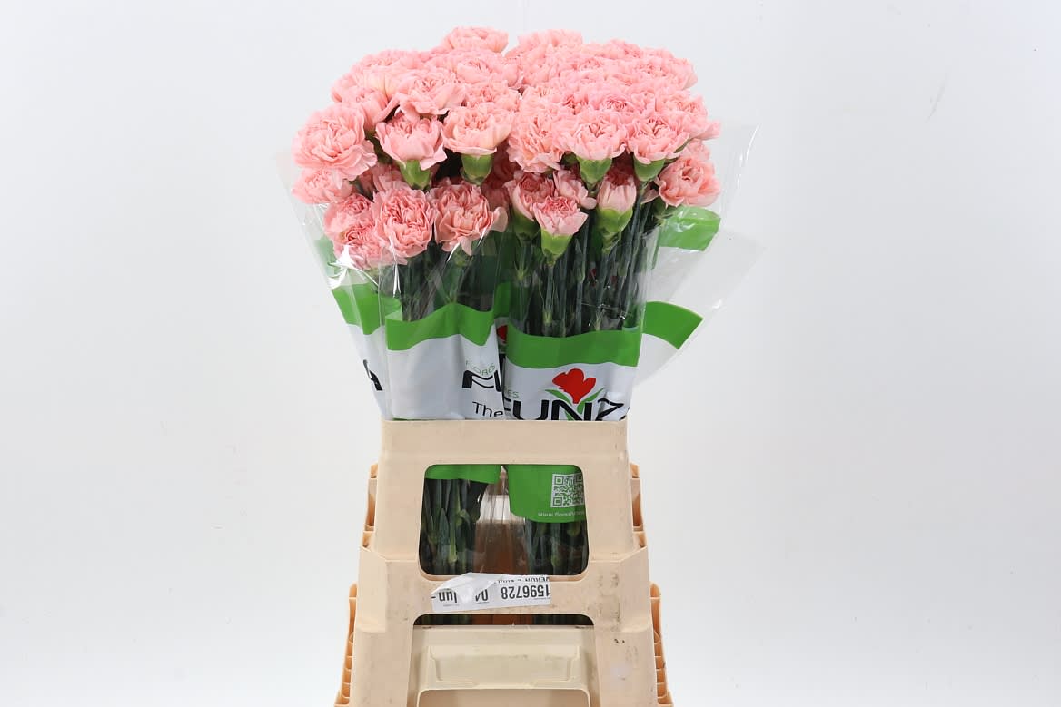 Срезанные цветы оптом Dianthus st eternal love от 80шт из Голландии с доставкой по России